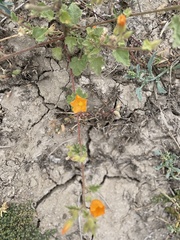 Sphaeralcea coulteri