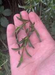 Coprosma linariifolia