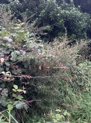 Coprosma linariifolia