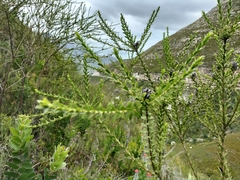 Liparia hirsuta