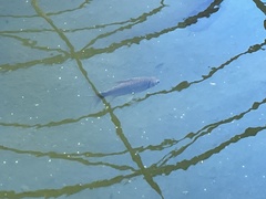 Barbonymus gonionotus