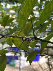 Dolichoderus thoracicus