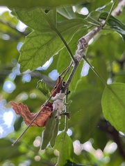 Dolichoderus thoracicus