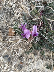 Astragalus crassicarpus