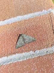 Phigalia strigataria