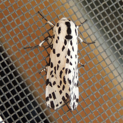 Hypercompe permaculata