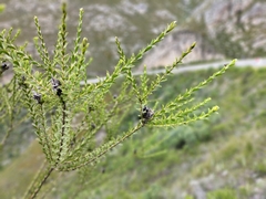 Liparia hirsuta
