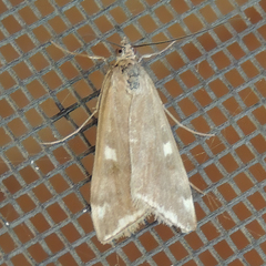 Loxostege munroealis
