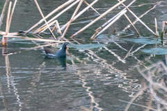 Gallinula chloropus chloropus