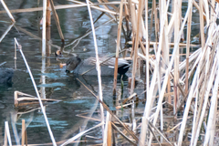 Mareca strepera strepera