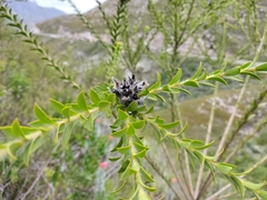 Liparia hirsuta