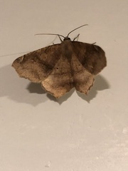 Antepione thisoaria