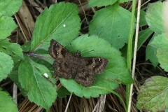 Staphylus hayhurstii