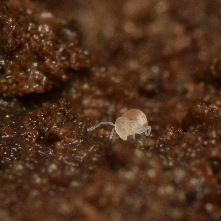 Arrhopalites caecus (Tullberg, 1871)
