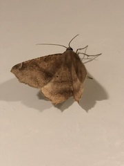 Antepione thisoaria