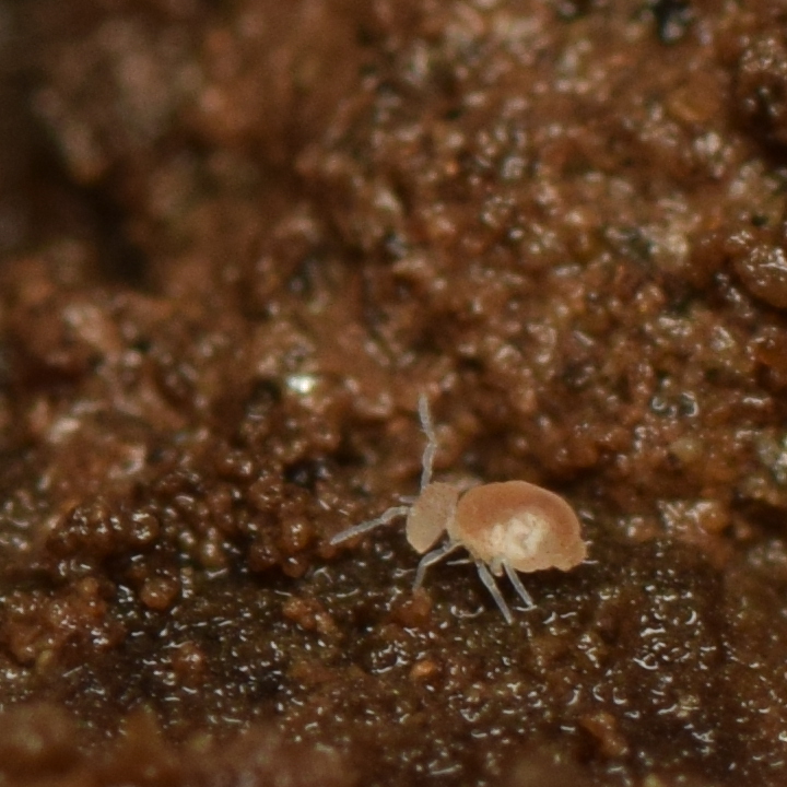 Arrhopalites caecus (Tullberg, 1871)