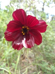 Cosmos scabiosoides