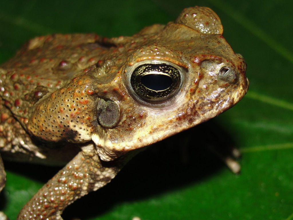 Cane Toad Anfibios De Amphibians Of Sabana De Torres Santander Colombia Inaturalist