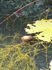 Pomacea canaliculata