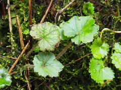 Heuchereae