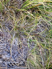 Schoenus pauciflorus