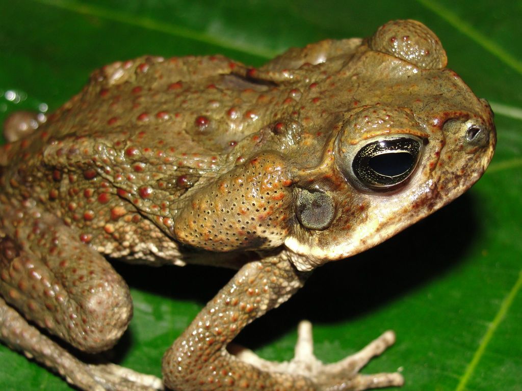 Cane Toad Anfibios De Amphibians Of Sabana De Torres Santander Colombia Inaturalist