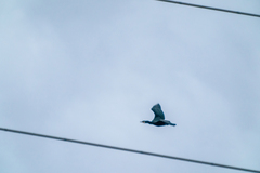Phalacrocorax carbo hanedae