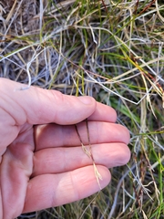Schoenus pauciflorus