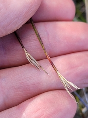 Schoenus pauciflorus