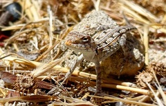 Ctenophorus adelaidensis