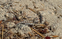 Ctenophorus adelaidensis