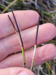 Schoenus pauciflorus
