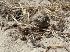 Ctenophorus adelaidensis