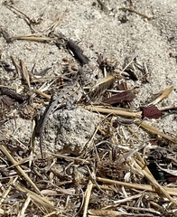 Ctenophorus adelaidensis