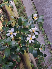 Camellia hengchunensis