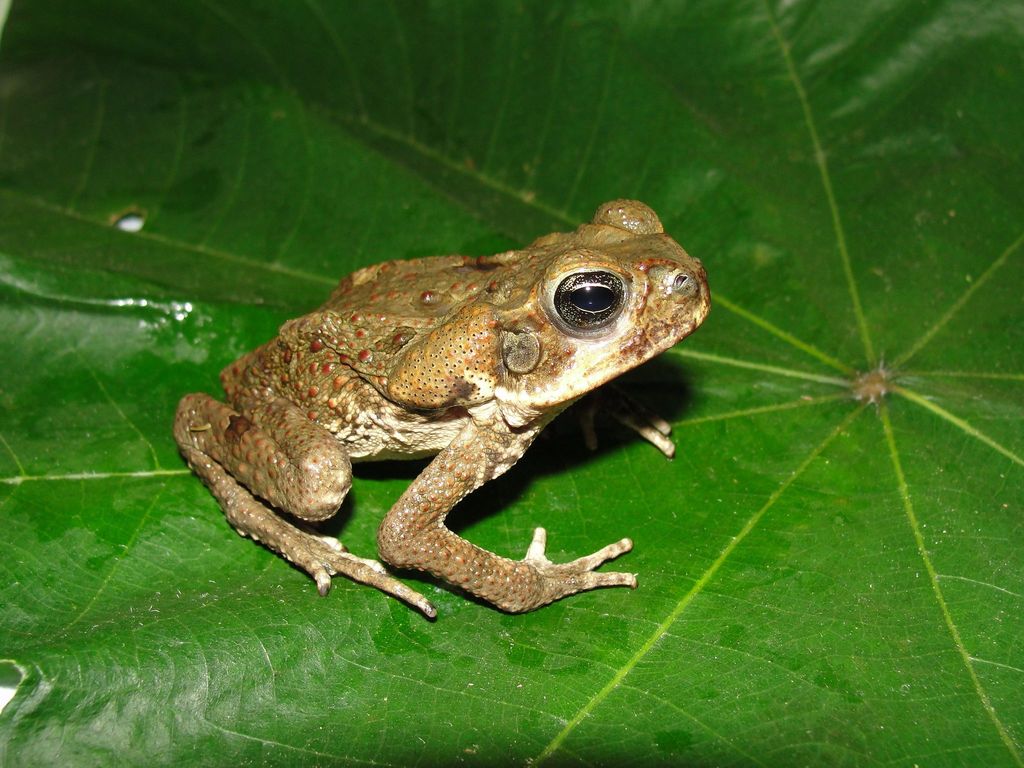 Cane Toad Anfibios De Amphibians Of Sabana De Torres Santander Colombia Inaturalist