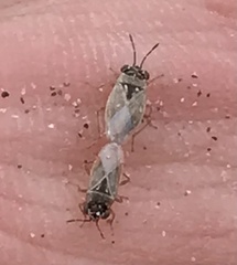 Lygaeoidea