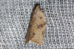 Constrictana constrictana