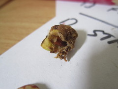 Amyelois transitella