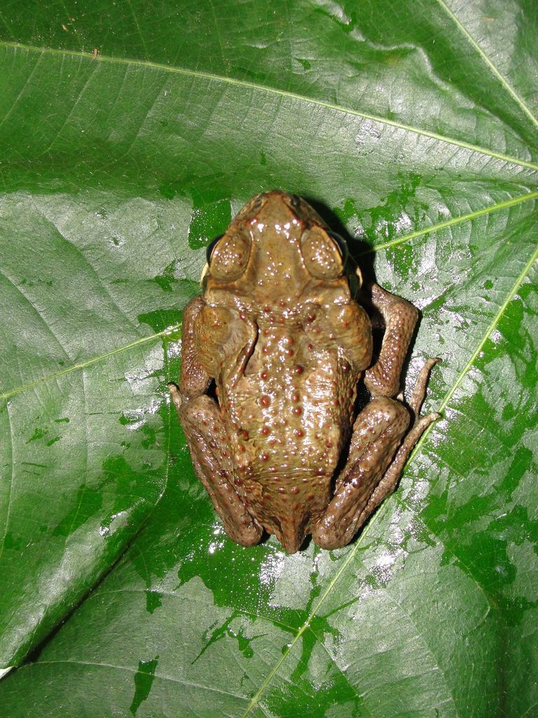 Cane Toad Anfibios De Amphibians Of Sabana De Torres Santander Colombia Inaturalist