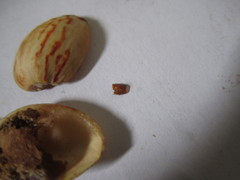Amyelois transitella