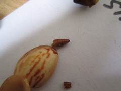 Amyelois transitella