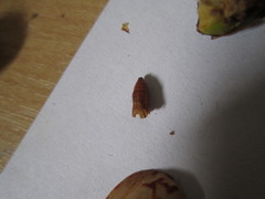 Amyelois transitella
