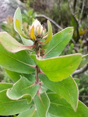 Protea aurea aurea