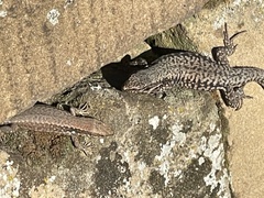 Podarcis muralis