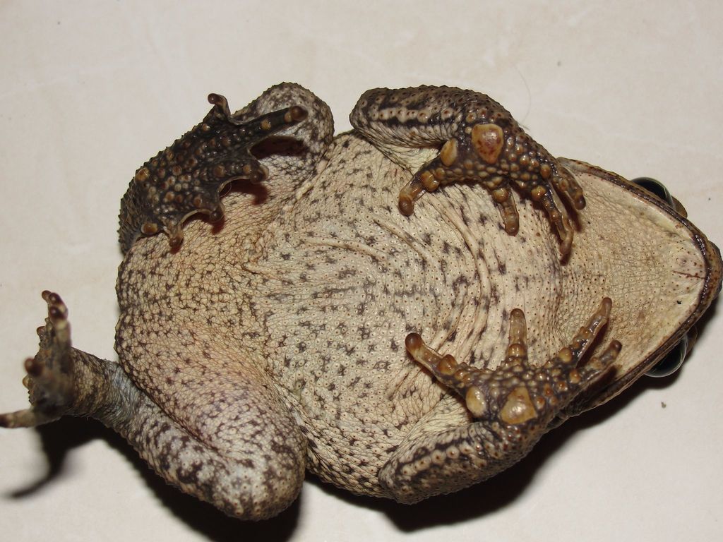 Cane Toad Anfibios De Amphibians Of Sabana De Torres Santander Colombia Inaturalist