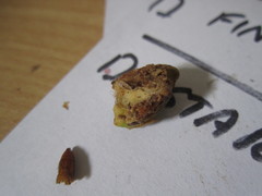 Amyelois transitella