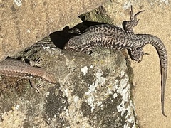 Podarcis muralis