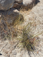 Erythrostemon angulatus