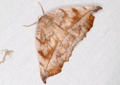 Eutrapela clemataria